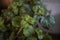 Plectranthus verticillatus close up