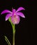 Pleione formosana