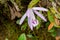 Pleione praecox, rare natural orchid in high mountain