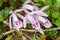 Pleione praecox, rare natural orchid in high mountain