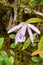 Pleione praecox, rare natural orchid in high mountain