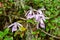 Pleione praecox, rare natural orchid in high mountain