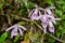 Pleione praecox, rare natural orchid in high mountain