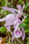 Pleione praecox, rare natural orchid in high mountain