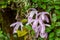 Pleione praecox, rare natural orchid in high mountain