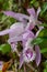 Pleione praecox, rare natural orchid in high mountain
