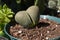 Pleiospilos Nelii Split Rock Succulent Plant