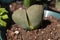 Pleiospilos Nelii Split Rock Succulent Plant