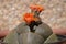 Pleiospilos nelii, splitrock, living granite. Two orange  flowers bloom