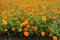 Plenitude of orange flowers of Tagetes patula