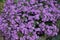 Plenitude of purple flowers of Symphyotrichum novae-angliae with bees