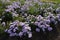 Plenitude of violet flowers of Michaelmas daisies