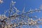 Plenitude of white flowers and buds of apricot against blue sky in March