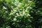 Plenitude of white flowers of catalpa in June
