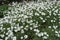 Plenitude of white flowers of Cerastium tomentosum