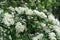 Plenitude of white flowers of common hawthorn