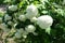 Plenitude of white flowers of Viburnum opulus roseum in May