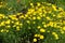 Plenitude of yellow flowers of Coreopsis lanceolata in June