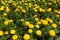 Plenitude of yellow flowers of Tagetes erecta