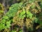 Plentiful blossoming of red currant (Ribes rubrum L.)