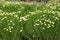 Plentiful flowers of Santolina virens