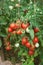 Plentiful fructification of tomatoes, august