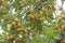 a plentiful harvest of yellow plums on a green branch