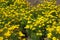Plentiful yellow flowers of Coreopsis verticillata