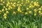 Plentiful yellow flowers of Iris germanica in May
