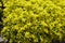 Plentiful yellow flowers of Sedum acre