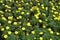 Plentiful yellow flowers of Tagetes erecta