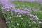 Plentitude of violet flowers of Erigeron speciosus