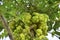 Plenty amla fruits