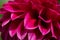 Plenty burgundy scarlet dahlia flower petals as natural