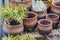 Plenty of clay flower pots - empty and with plants on wooden shelf