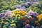 Plenty of color varieties of chrysanthemum flowers blooming in the garden