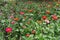 Plenty of colorful flowers of Zinnia