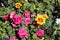 Plenty of Colorful Vibrant Pink and Yellow Flowers during a Sunny Spring Day in Finland