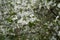 Plenty of flowering branches of Prunus cerasifera