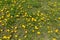 Plenty of flowering dandelions in the grass in spring