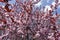 Plenty of flowers on branches of Prunus pissardii
