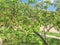 Plenty of fruits on peach tree at front yard near pathway of residential house in Coppell, Texas, USA