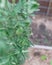 Plenty green tomatoes with flower on vines tree branches at backyard garden near Dallas, Texas, USA