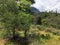 Plenty of greenery, wild forest, at the foot of the mountain