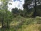 Plenty of greenery, wild forest, at the foot of the mountain