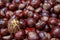 Plenty of horse chestnuts as winter food for horses and wild animals with burgundy brown fruits are a decorative horse chestnut