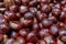 Plenty of horse chestnuts as winter food for horses and wild animals with burgundy brown fruits are a decorative horse chestnut