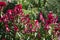 Plenty of magenta-colored flowers of Celosia argentea var. cristata in September