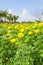 Plenty of Marigold flower (Tagetes erecta L.)