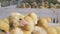 Plenty of newborn ducks are swarming in plastic boxes. Chicken Farm. Agriculture.